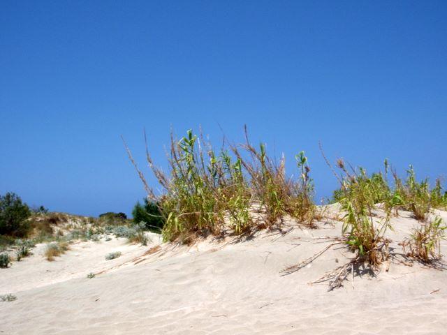p6230125.jpg